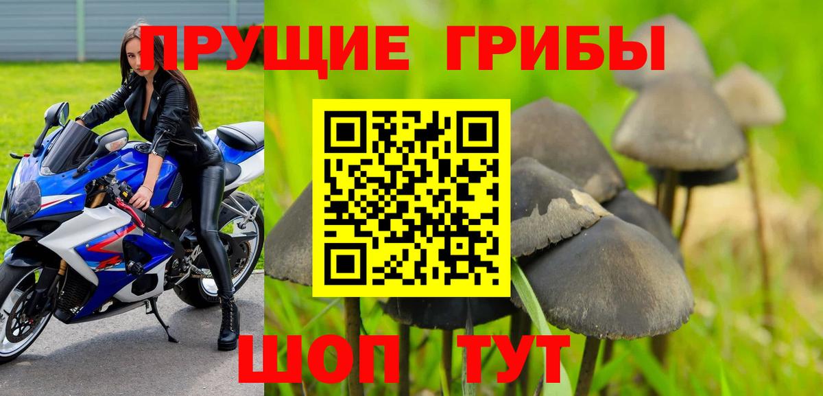 Псилоцибиновые грибы Psilocybe Ликино-Дулёво
